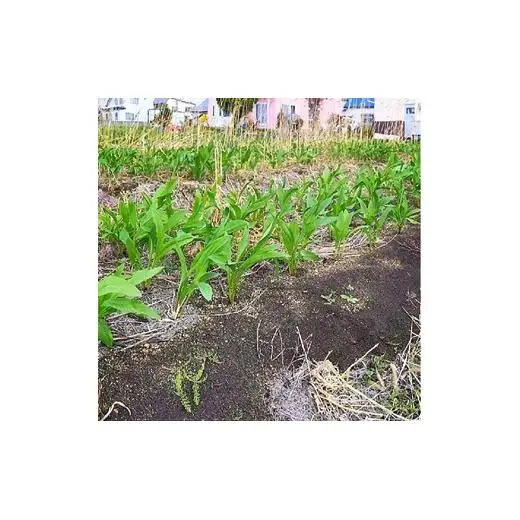 北海道岩見沢市産 令和8年度産 行者にんにく葉(冷凍) 1kg【09118】[a107-033]