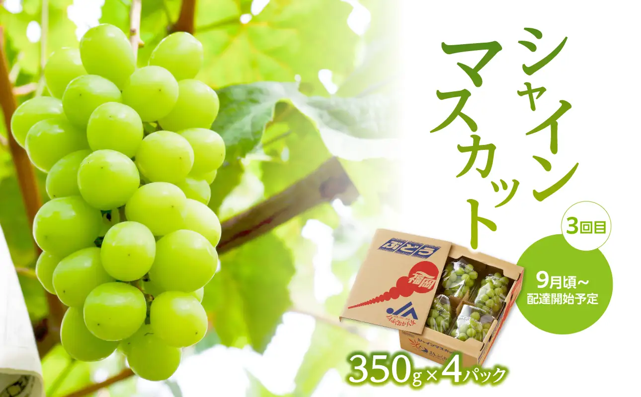 【先行受付】福岡ぶどう定期便【全3回】【JAふくおか】ぶどう食べ比べ便 各1.4kg（種なし巨峰、ピオーネ、シャインマスカット） 002-T002