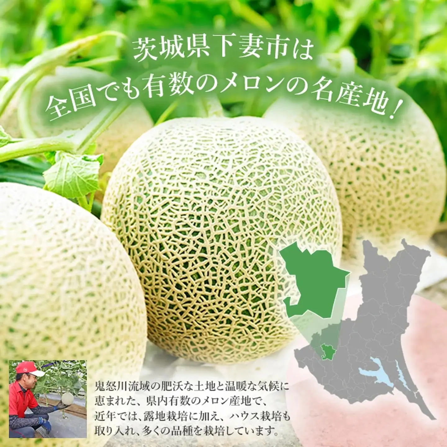 メロン 茨城県産 R8年産 アールスメロン 約7.5kg 3～6個