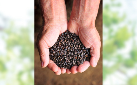 そば 石臼びき 常陸秋そば 200g×6本 12人前 蕎麦