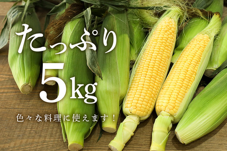 【数量限定 / 夏季限定】 朝穫りとうもろこし 約5kg トウモロコシ 朝どれ 朝採れ 朝採り 17-N 【7月上旬～8月中旬発送予定】
