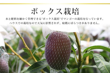 【数量期間・季節限定】 『グッド！モーニング』で紹介 おみたんマンゴー約450g 数量限定 期間限定 先行予約 完熟 マンゴー 国産フルーツ 果物 くだもの 【7月20日～8月末まで順次発送予定】 19-D