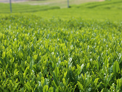 11-51 上煎茶　川根茶「初摘」セット 200ｇ×3袋