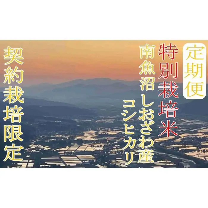 【令和7年産】※定期便：8Kg×6ヶ月※特別栽培 生産者限定  南魚沼しおざわ産コシヒカリ【定期便 銘柄米 ブランド米 精米 こしひかり コシヒカリ 魚沼産 新潟米 産地直送 お米 米 こめ コメ ご飯 御飯 ごはん】