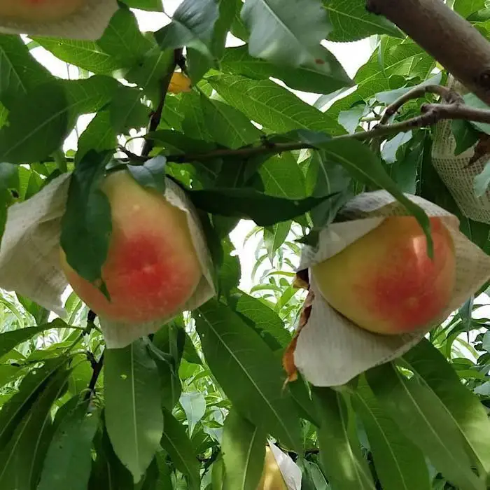 和歌山県産 桃 3玉～4玉 約1kg 秀品［US54］