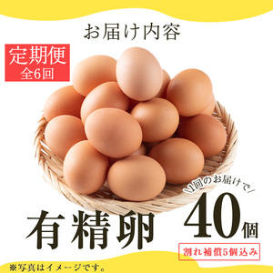 No.781 ＜定期便・全6回(連続)＞鹿児島県産有精卵(40個×6ヶ月連続) 割れ保証付 国産 九州産 鹿児島県産 たまご タマゴ 有精卵 卵 鶏卵 生卵 おかず TKG 卵かけご飯 朝食 定期便 頒布会 数量限定【美山たまご王国】