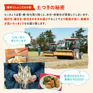 橋本さんちの根付き生らっきょう 6kg