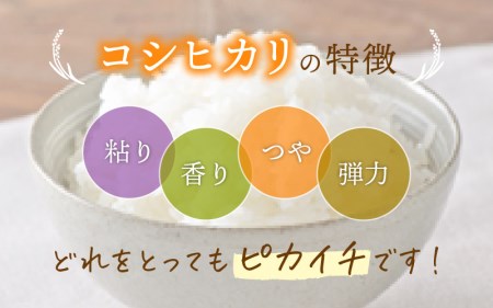  令和7年産 コシヒカリ 10kg 福井県産【白米】【人気品種】 [e30-c014]
