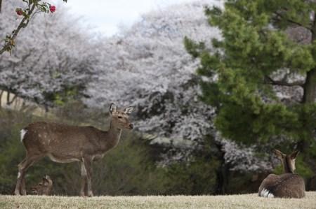 修善寺カントリークラブゴルフプレー券【平日ペアプレー券】