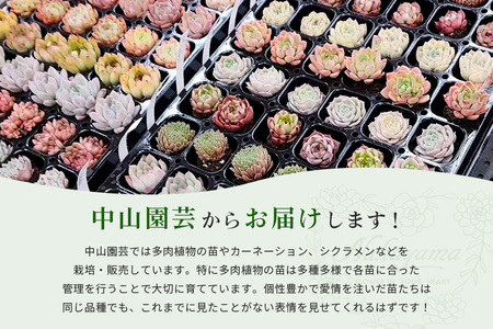 多肉植物 6cm アソート 20セット 詰め合わせ 多肉植物 観葉植物 インテリア 寄せ植え 誕生日プレゼント オシャレ 多肉 観葉 おまかせ セット 植物 苗 種類 色々 ランダム 農園直送 栽培 ガーデニング 寄せ植え用 多肉専科