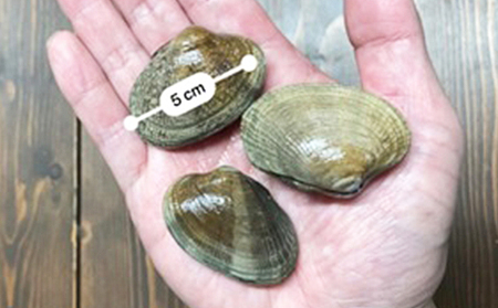 北海道 厚岸産 スーパー あさり（Lサイズ）1kg アサリ 味噌汁 魚介類 浅利 