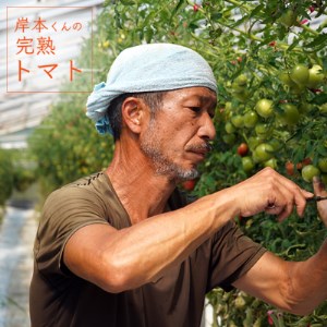 岸本くんの完熟トマト 約3.2kg ( 400g×８パック ) 野菜 産地 直送 人気 国産 愛媛県 愛南町 発送期間：2026年2月1日-6月20日