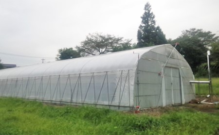 岩櫃山麓の霊芝（レイシ） 野菜 きのこ 乾燥 マンネンタケ 煎じる 食前 飲用 霊芝茶 焼酎 霊芝酒 群馬県産 東吾妻町産 国産 日本産 