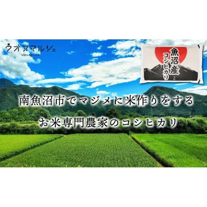 【令和７年産】【お米定期便/全６回】 おかずのいらない 魚沼産コシヒカリ　白米５ｋｇ【定期便 銘柄米 ブランド米 精米 こしひかり コシヒカリ 魚沼産 新潟米 産地直送 お米 米 こめ コメ ご飯 御飯 ごはん】