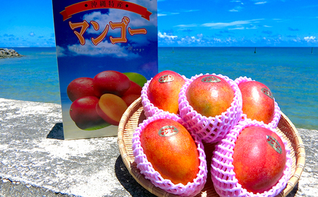 マンゴー【2026年発送】久米島印商店 完熟マンゴー 約4kg フルーツ 果物