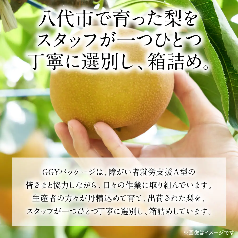 【先行予約】 豊水梨 約5kg (6～22玉) 梨 なし ナシ フルーツ くだもの 果物 旬 熊本県 八代市 【2026年8月中旬より順次発送】