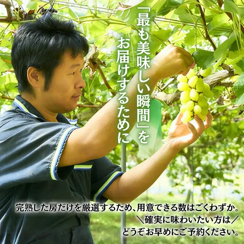 ＜2026年発送分　先行予約受付中！！＞ 厳選朝採りシャインマスカット 約1.6～2.0kg（2～3房）シャインマスカット