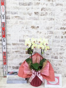 D426 ☆金賞受賞☆超希少！イエロー胡蝶蘭’日の出’小 ミディサイズ（2本立）