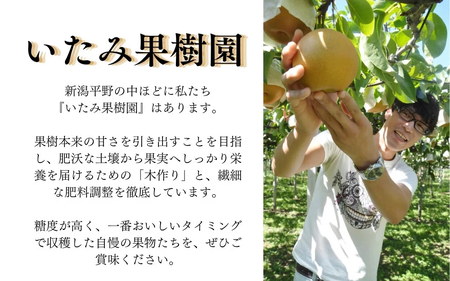 【2026年先行予約】新潟特産 幻の洋梨ル・レクチェ 厳選プレミアム 約2kg（5～7玉）《11月下旬～順次出荷》 令和5年新潟県ル・レクチェ果実品評会「県知事賞」 果物 贈答 冬の味覚 産地直送 いたみ果樹園