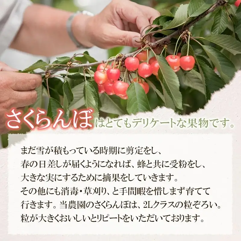 【令和8年産】 さくらんぼ　紅秀峰 2Lサイズ バラ詰め 1kg(500g×2P)　小林農園　| 紅秀峰 さくらんぼ サクランボ 人気 山形県産 約1kg 大粒 美味しい 甘い 完熟 ジューシー 朝採り 初夏 旬 果物 期間限定 フルーツ 数量限定 産地直送 ギフト 贈答用 送料無料 東北 山形 鶴岡 羽黒町産 返礼品