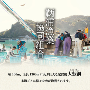 産地直送！ 海陽町より旬の魚をお届け！ 鮮魚セット 大セット 約６kg  詰め合わせ 