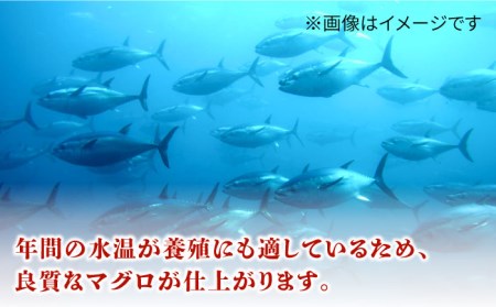 長崎県五島産 近大マグロ （大トロ）刺身ブロック 五島市/五島ヤマフ[PAK017] 