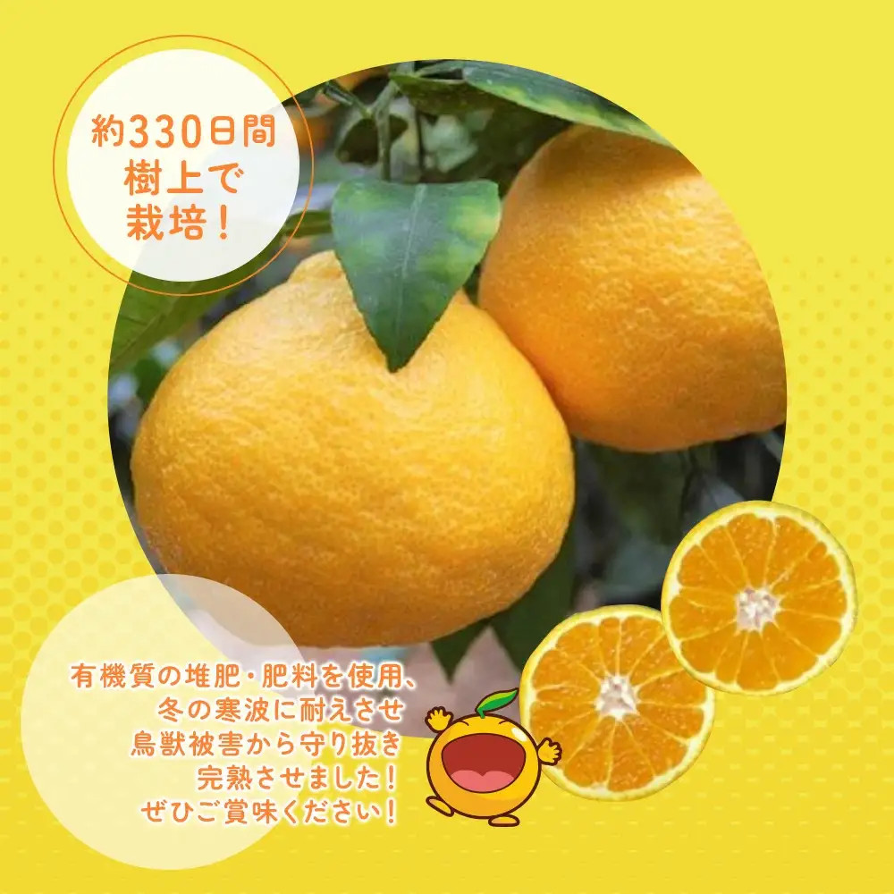 完熟みかん デコポン 約3kg | デコポン 津久見市