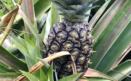 パイナップル【2026年発送】久米島印商店 ボゴールパイン 約2kg  パイン フルーツ 