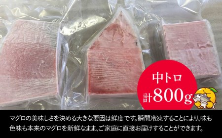 本まぐろ お刺し身用 中トロ 5人前 (800g) | まぐろ 刺し身 津久見市