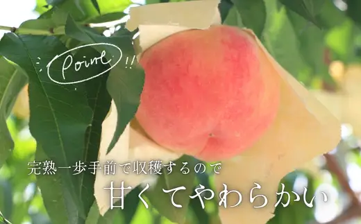 ＜2026年7月中旬頃から順次発送＞小山田の桃（9～12個）モモ 桃 もも ※発送前の注意事項を十分ご確認ください※｜こだわりの逸品 地域特産品 ギフト 自分用 人気 おすすめ