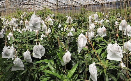 マンゴー【2026年発送】完熟直送！本永さんの久米島マンゴー 約2kg ◆秀品◆  フルーツ 果物