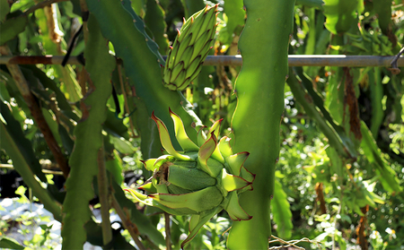 【2026年発送】本永さんの久米島産ドラゴンフルーツ 赤6～9玉（2.3kg以上） ドラゴンフルーツ 果物