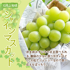 【先行予約】 定期便 令和8年産 ぶどうの定期便 全3回