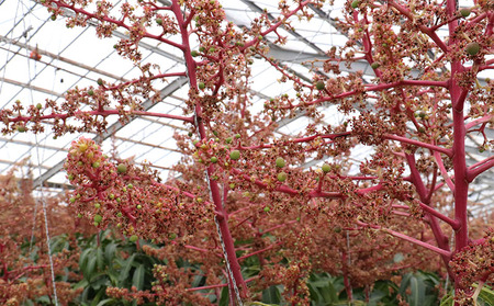 マンゴー 【2026年発送】ミツバチの受粉で育てた喜久川さんの完熟マンゴー 約1kg ◆秀品◆ フルーツ 果物 