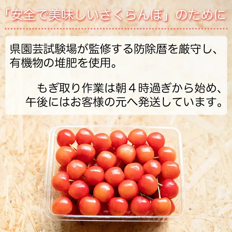 【令和8年産先行予約】さくらんぼ 佐藤錦　500g（ Lサイズ以上）　マルイチ農園