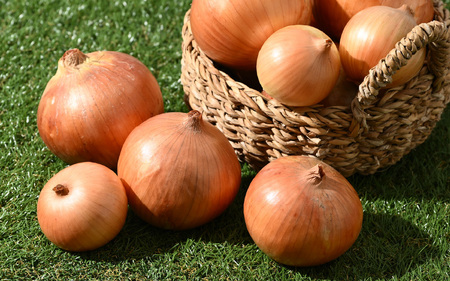 【先行予約】玉ねぎ 5kg（サイズ S M L ミックス）田んぼで育てた甘くて柔らか自慢の玉ねぎ！／ 野菜 玉葱 たまねぎ 甘い ※2026年7月上旬より順次発送予定 [aw056-a021]