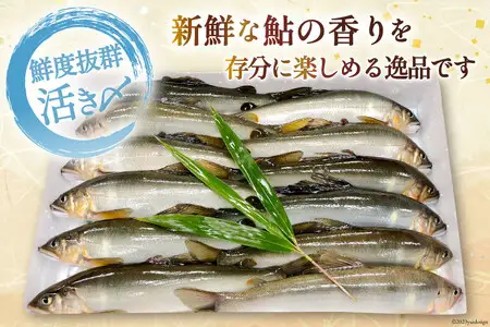鮎 冷凍 こだわりの鮎 約1kg あゆ [452060794]