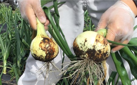 【2026年3月中旬-発送】【柔らかくて甘い！】塩玉ねぎ 約4kg（大玉）/ 新たまねぎ 新玉ねぎ 新タマネギ 玉ネギ 玉ねぎ たまねぎ タマネギ / 南島原市 / 長崎県農産品流通合同会社 [SCB055]