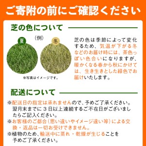 鹿児島県産＜天然芝＞姫高麗芝 2平米(約1平米×2セット) 芝 芝生 天然 天然芝 切り芝 DIY ガーデニング 高麗芝 姫高麗芝 高密度 鹿児島県 お庭 観賞用 a2-118