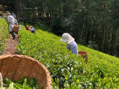33-12 新茶 静岡川根茶大走り新茶100g×6本