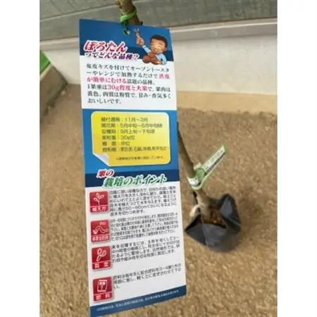 栗・ぽろたん苗木　1本_花・観葉植物 観葉植物・苗木  _【1356029】