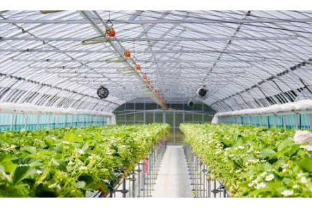 【先行予約R8年 6月下旬より順次発送】みやむら農園　希少な夏いちご『サマープリンセス（２パック）』