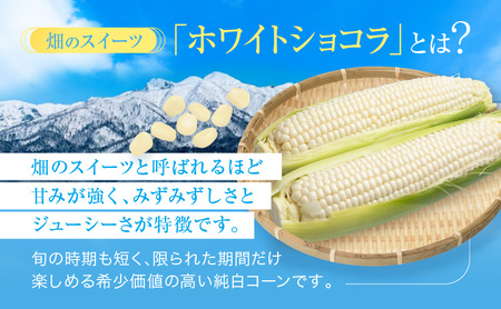 【2026年7月発送】富良野産 ホワイトコーン『ホワイトショコラ』BIG 2Lサイズ10本 とうもろこし