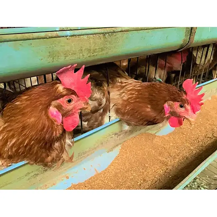 【毎月定期便3回】美味しい産みたて朝採り新鮮たまご（手集卵）ミネラルエッグ30個×3回 ／ 卵 生卵 鶏卵 濃厚 鮮度抜群 朝取り TKG 卵かけご飯 お取り寄せ グルメ 大容量 まとめ買い 詰め合わせ 弁当 お菓子作り お裾分け 産地直送 厳選 旨み コク 安心安全 千葉県 No.068