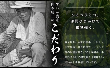 【先行予約】スイカ 虎太郎すいか　1玉  [e58-a003]