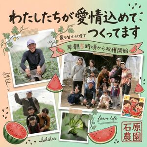 大玉スイカ（1玉）【2026年5月頃から7月中旬まで順次発送予定】 熊本県産 西瓜 すいか