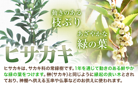 植木ヒサカキ(びしゃこ)苗木[高さ約40cm×1本] 農事組合法人 桃山町植木組合《90日以内に出荷予定(土日祝除く)》和歌山県 紀の川市 植木 植物 ヒサカキ 送料無料