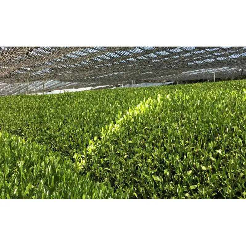 宇治抹茶グリーンティー 150ｇ×5袋セット＆電動式クリーマー付　〈お茶 茶 宇治抹茶 緑茶 抹茶 飲料 牛乳 お湯 お水 簡単操作 ワンタッチ 抹茶ラテ クリーマー セット 加工食品〉