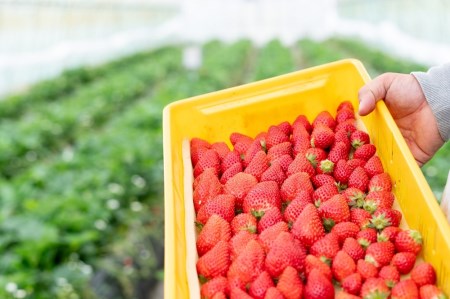 冷凍いちご 1kg  いちご農家さんからの直送品（500g×２袋）