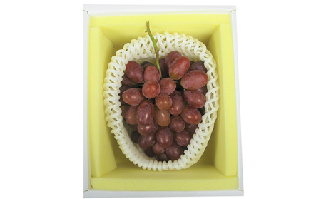 ぶどう 2026年先行予約 冬ぶどう 紫苑 1房 700g以上 岡山 環山堂 果物 フルーツ ワインレッド 上品 大粒 柔らかい 種なし 皮離れ 食べやすい 贈り物 ギフト 